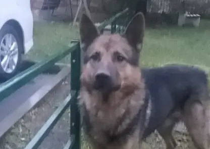 В Новосибирске хозяйка бросила овчарку под дождем. Ее спасли зоозащитники