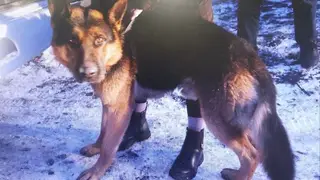 В Хакасии будут судить хозяйку собаки, искусавшей школьницу до тяжких травм