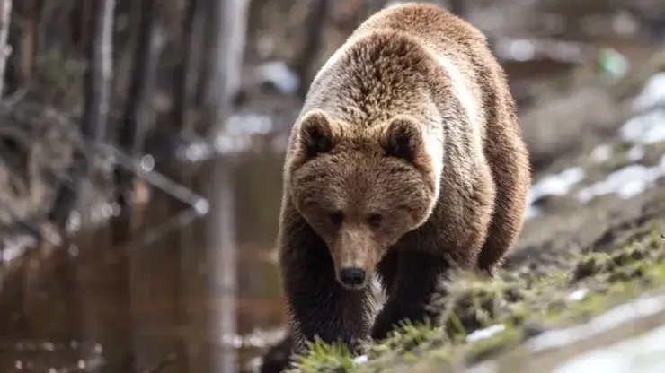 Медведей заметили в красноярской «Гремячей гриве» и «Бобровом логу»