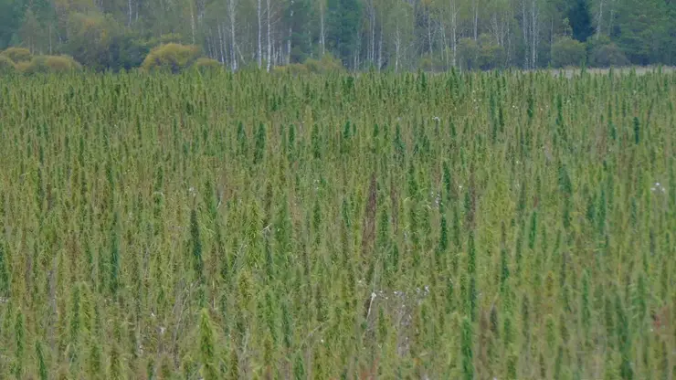 В Канском округе обнаружен крупный очаг дикорастущей конопли