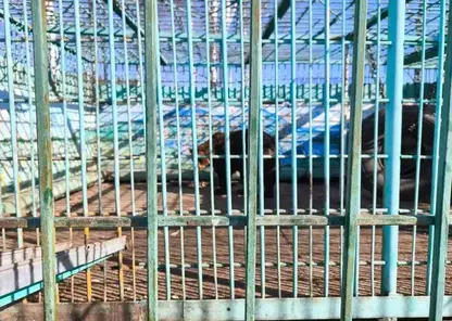 Суд конфисковал медведей и волков из «зоопарка» придорожной шашлычной в Томске