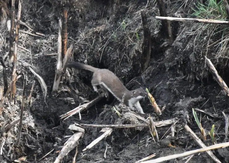 На красноярских «Столбах» в объектив фотоловушки попал горностай