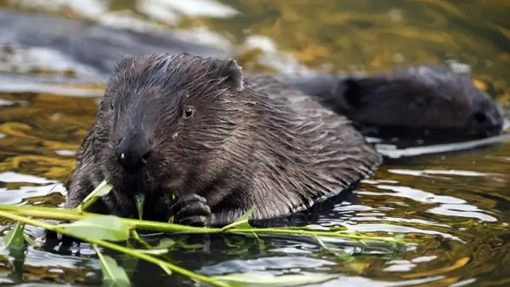Сотрудники нацпарка в Красноярском крае сделали ролик про бобров под «Сидим с бобром за столом» (видео)