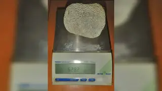 Новосибирские таможенники пресекли ввоз запрещенного морского «сувенира» из Дубая