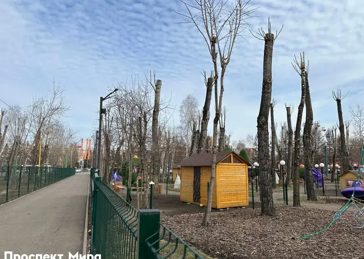 Экологическая катастрофа в парке «Троя»: деревья изуродованы варварской обрезкой