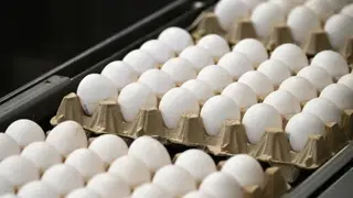 Красноярцам рассказали, как выбрать качественные куриные яйца