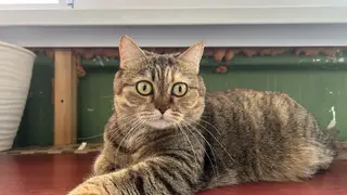 Трёхцветные кошки — почти всегда девочки, а рыжие коты — мальчики. Учёные рассказали интересные факты о котах и кошатниках Трёхцветные кошки — почти всегда девочки, а рыжие коты — мальчики. Учёные рассказали интересные факты о котах и кошатниках