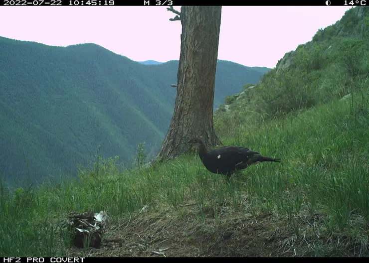 На территории Саяно-Шушенского заповедника фотоловушки засняли тетерева в процессе линьки