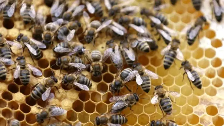 Пчеловоды из Емельяновского района нарушали ветеренарные требования при уходе за насекомыми