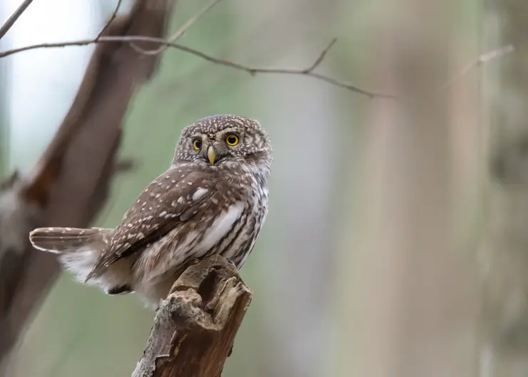 Роспотребнадзор объяснил могла ли красноярка отказаться платить за фото с совами