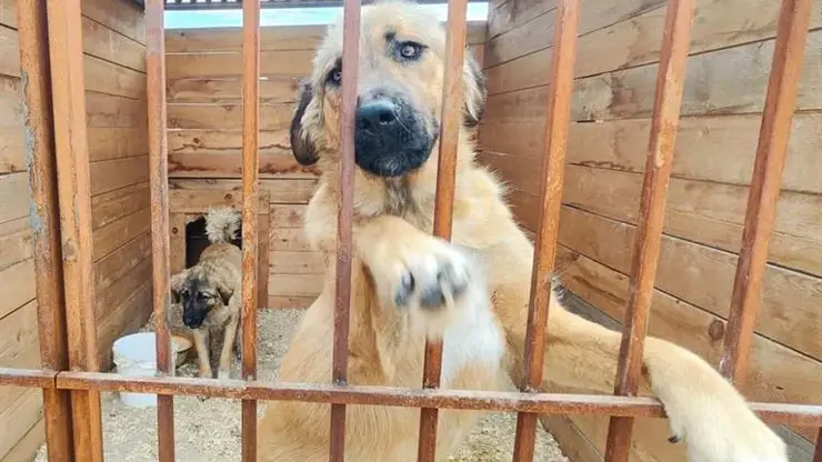 Жизнь станет лучше: четыре приюта для животных в Красноярске получат по миллиону рублей