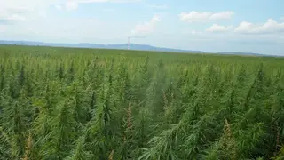 Огромные заросли конопли обнаружили на полях Красноярского края