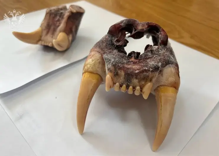 Контрабанда на костях: на Дальнем Востоке пытались вывезти из России останки амурского тигра и медведя