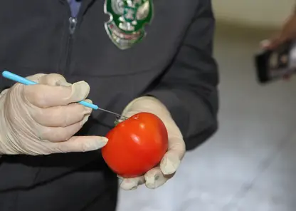 В Красноярском крае уничтожили 20 тонн узбекских томатов из-за опасного вируса