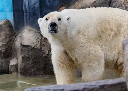 В зоопарке города Красноярска построили новые площади для медведей