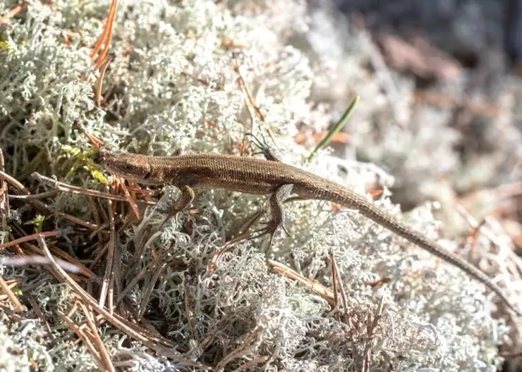 Томские биологи уверены, что ящерицы переносят клещевые инфекции