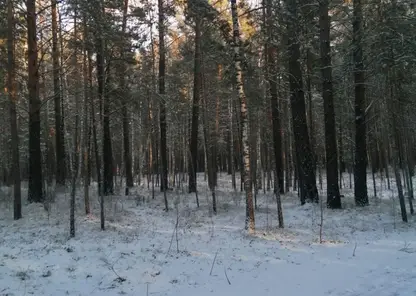 Жителей Красноярска ожидают снежные и морозные выходные