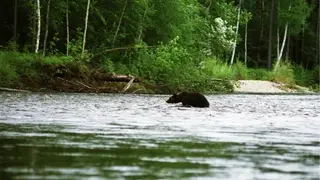 Четырех опасных медведей отстрелили вблизи Красноярска минувшей ночью Четырех опасных медведей отстрелили вблизи Красноярска минувшей ночью