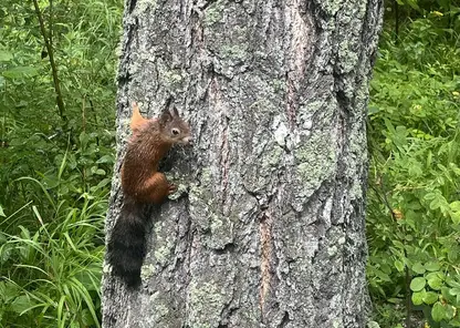 В Сосновоборске после обработки от клещей погиб бельчонок