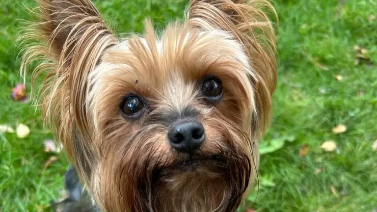 В Хакасии будут строже наказывать за подделку справок на бешенство у животных