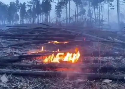 Дети спалили пять гектаров леса в Бурятии