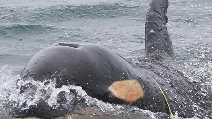 Попавшего в пластиковую петлю детеныша косатки заметили у берегов Камчатки