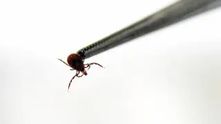 Роспотребнадзор спрогнозировал уровень активности клещей в Красноярском крае в 2026 году