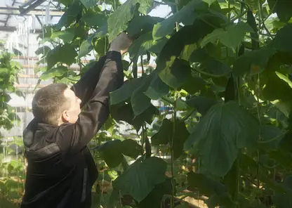 500 килограммов огурцов собрали в колонии в Красноярском крае