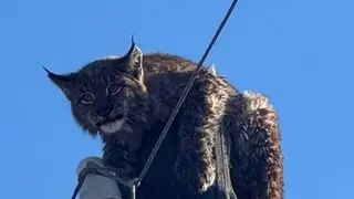 В Забайкалье рысь переплыла реку и забралась на столб В Забайкалье рысь переплыла реку и забралась на столб