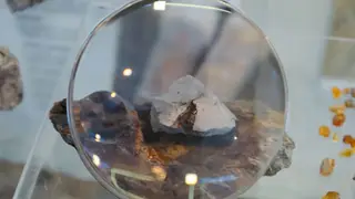 Коллекция Кузбасского музея пополнилась древнейшим в стране янтарем