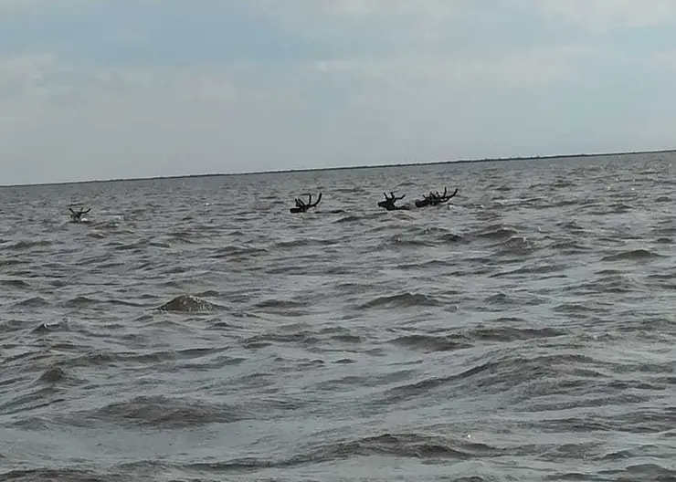 В Красноярском крае инспекторы охотнадзора работают в усиленном режиме из-за миграции северных оленей