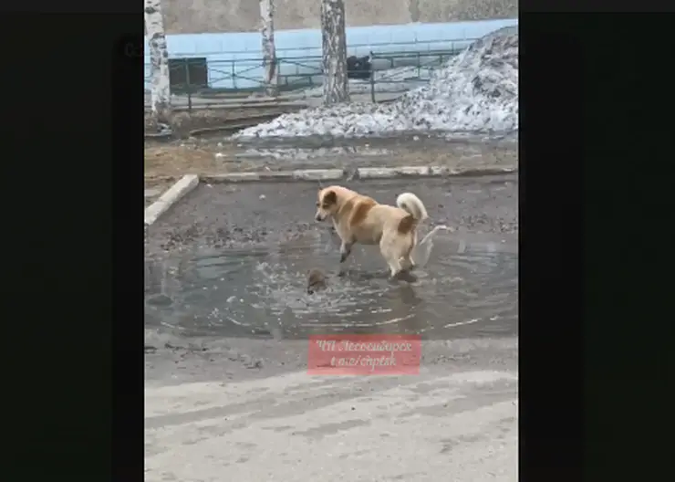 Городскую лужу не поделили в центре Лесосибирска ондатра и бездомная собака