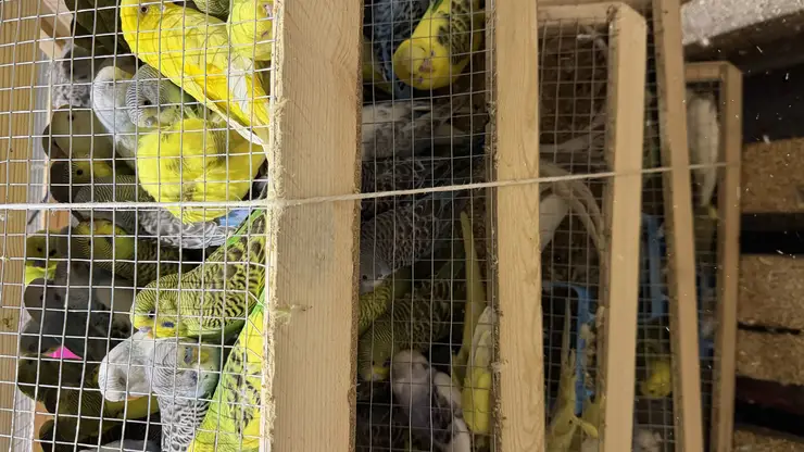 В Красноярск из Кыргызстана привезли более 700 попугаев