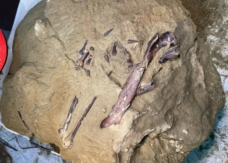 Окаменелости хищного динозавра теропода нашли в Кемеровской области