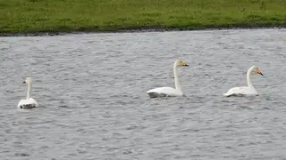 Танец редких краснокнижных лебедей засняли на юге Красноярского края