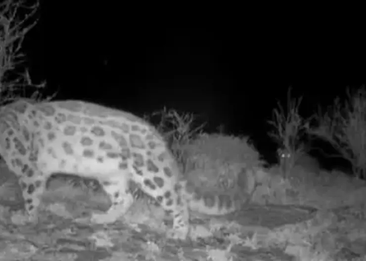 Рекордную численность снежных барсов зафиксировали в Саяно-Шушенском заповеднике