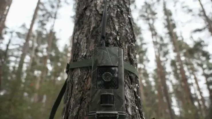 В Забайкалье в 2026 году установят тысячу новых фотоловушек для защиты лесов от пожаров