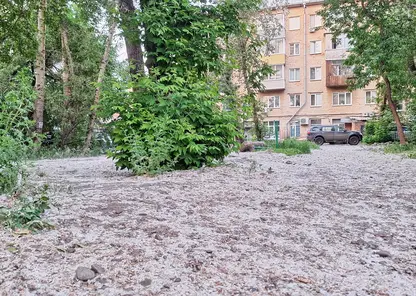 Тополя не враги: учёные объяснили, почему в Красноярске нельзя просто вырубать деревья