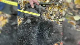 982 бурых медведя добыто в Красноярском крае