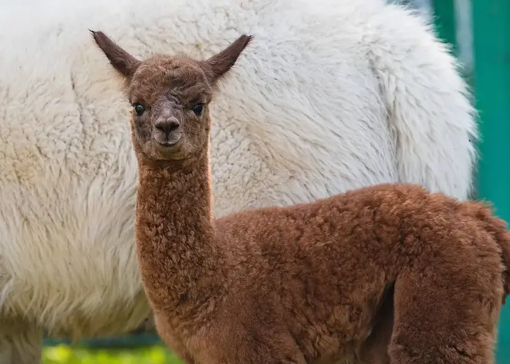 У семейства альпак из красноярского “Роевого ручья” появился малыш