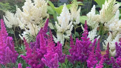 Редкие цветы тенистого сада покажут в Красноярске 18 июля