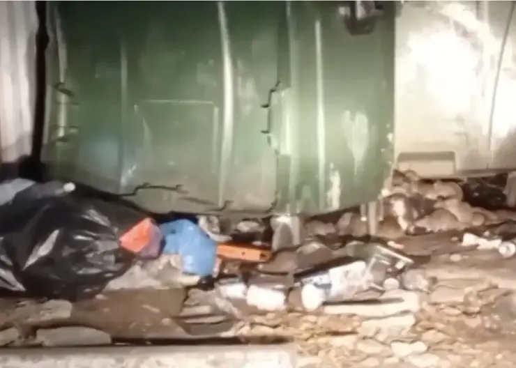 Жителей Новосибирска атаковали крысы