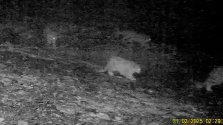 Самку ирбиса с тремя котятами засняли фотоловушки в Республике Алтай (видео)