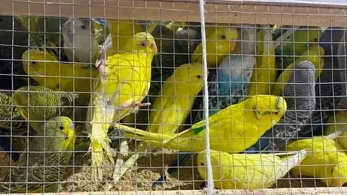 В Красноярск прибыла крупная партия декоративных птиц из Киргизии