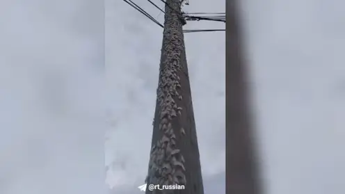 Сразу в двух сёлах в Забайкалье произошло нашествие мотыльков