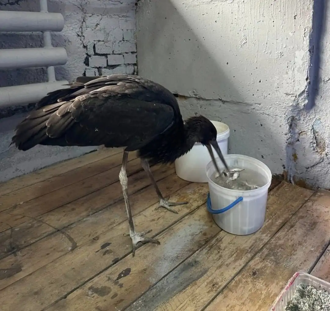 Фото: Тувинское республиканское отделение РГО, Олег Чипура