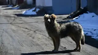 Бродячая собака покусала 10-летнего школьника в Красноярском крае