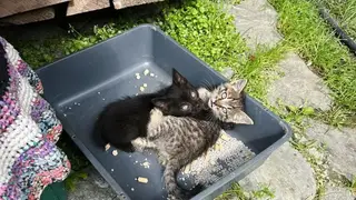 Мэр города в ХМАО пристраивает котят через соцсети Мэр города в ХМАО пристраивает котят через соцсети