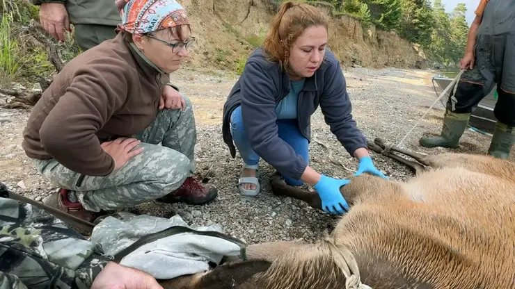 Спасённого на Байкале изюбря Гришу поселили в Иркутске