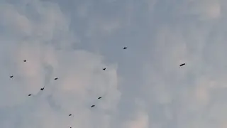 Охотиться на бакланов разрешили в Красноярском крае